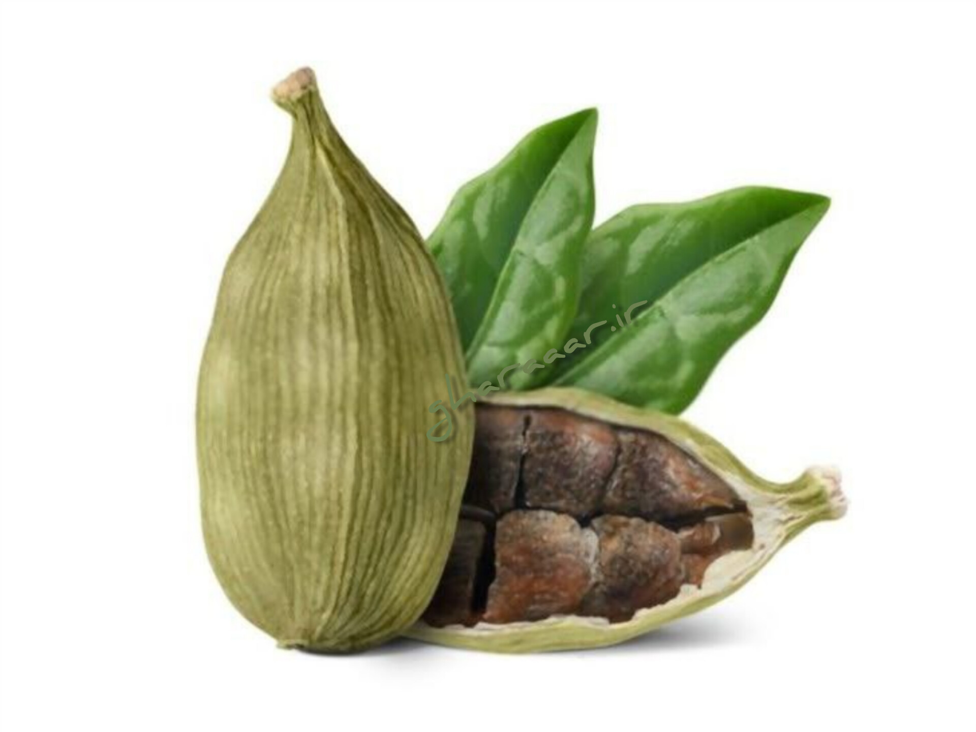 گیاه هل