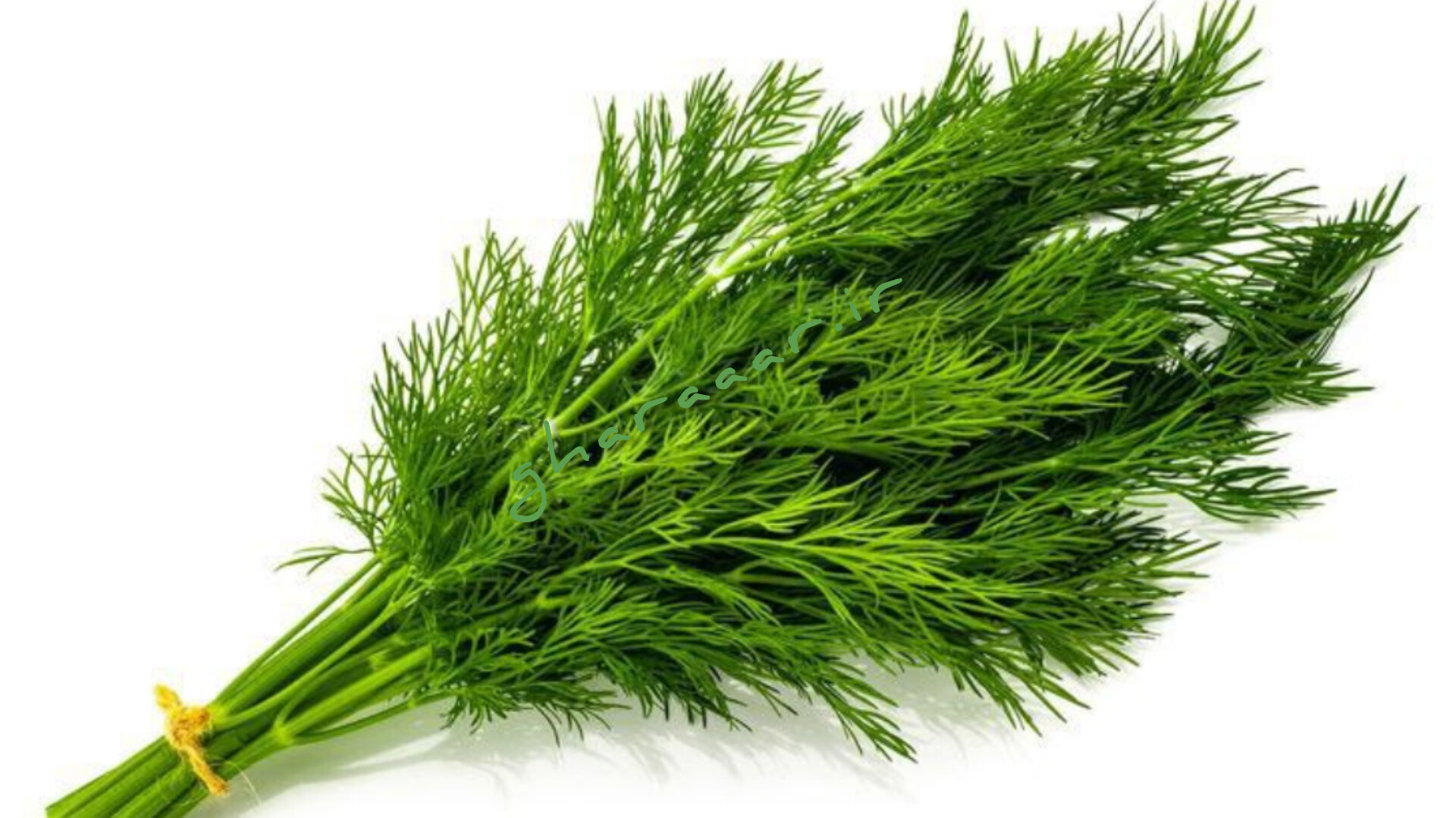 گیاه شوید