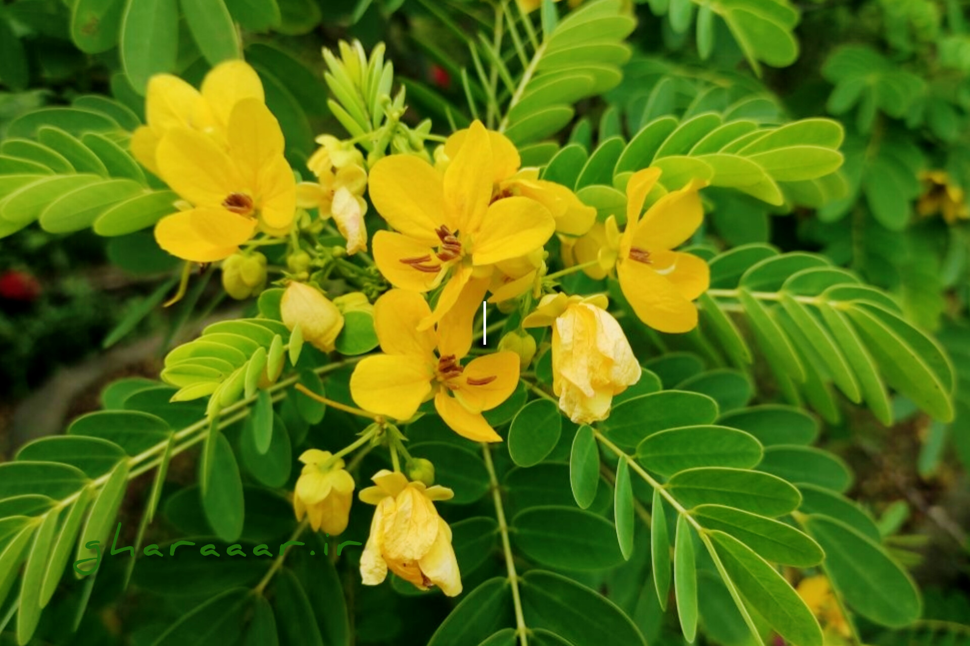 گیاه سنا