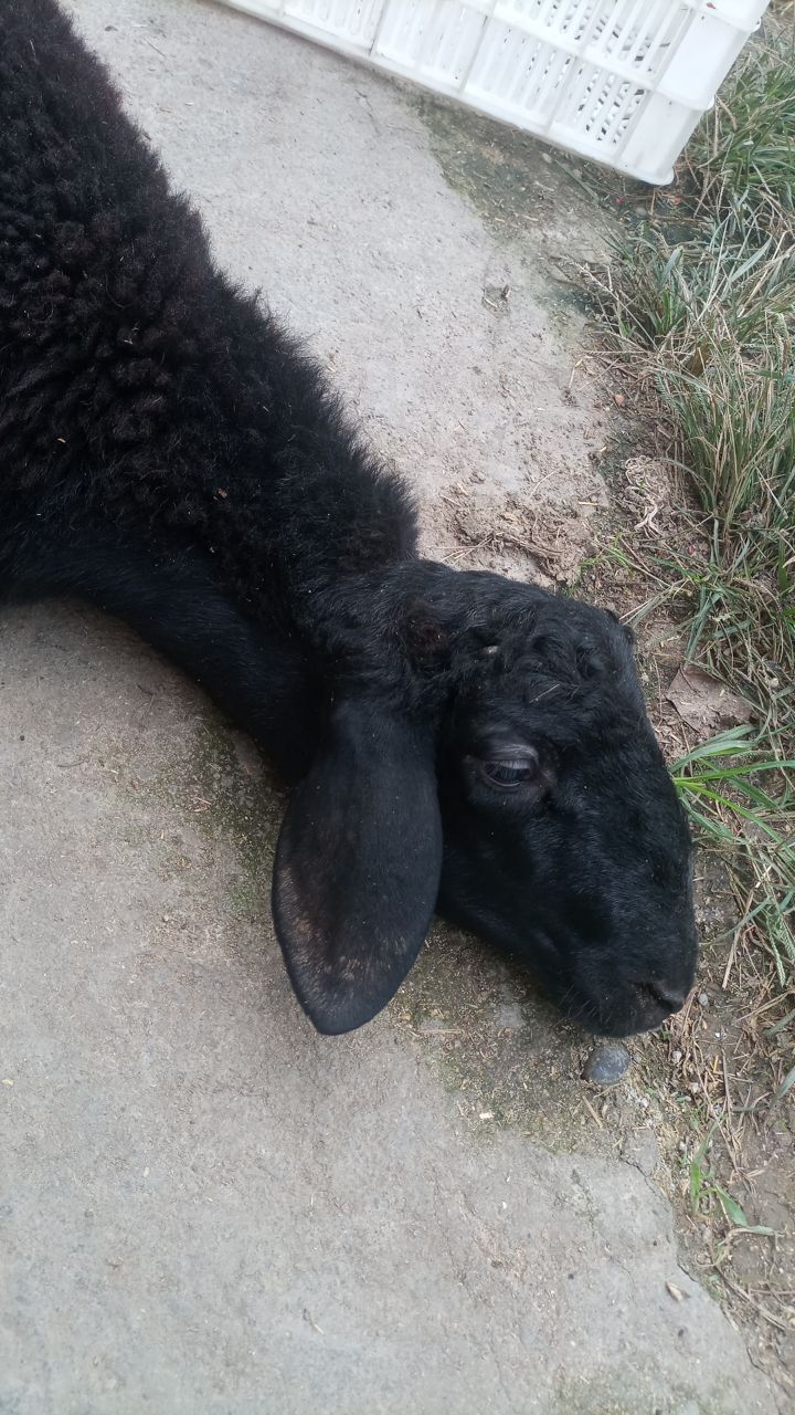 گوشت تازه برّه