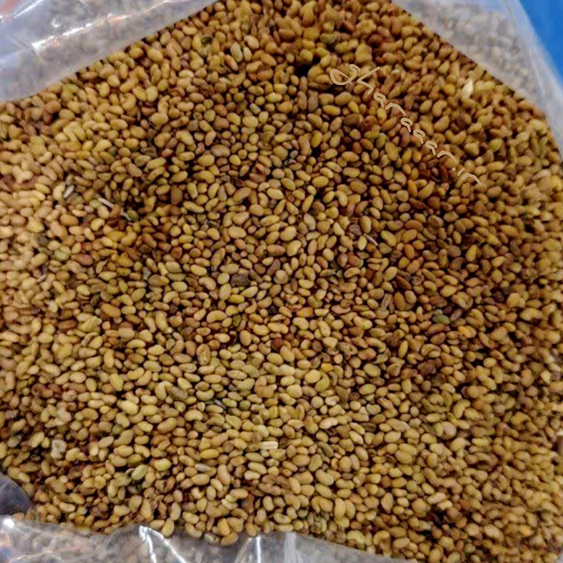 بذر یونجه ۱۰۰ گرم