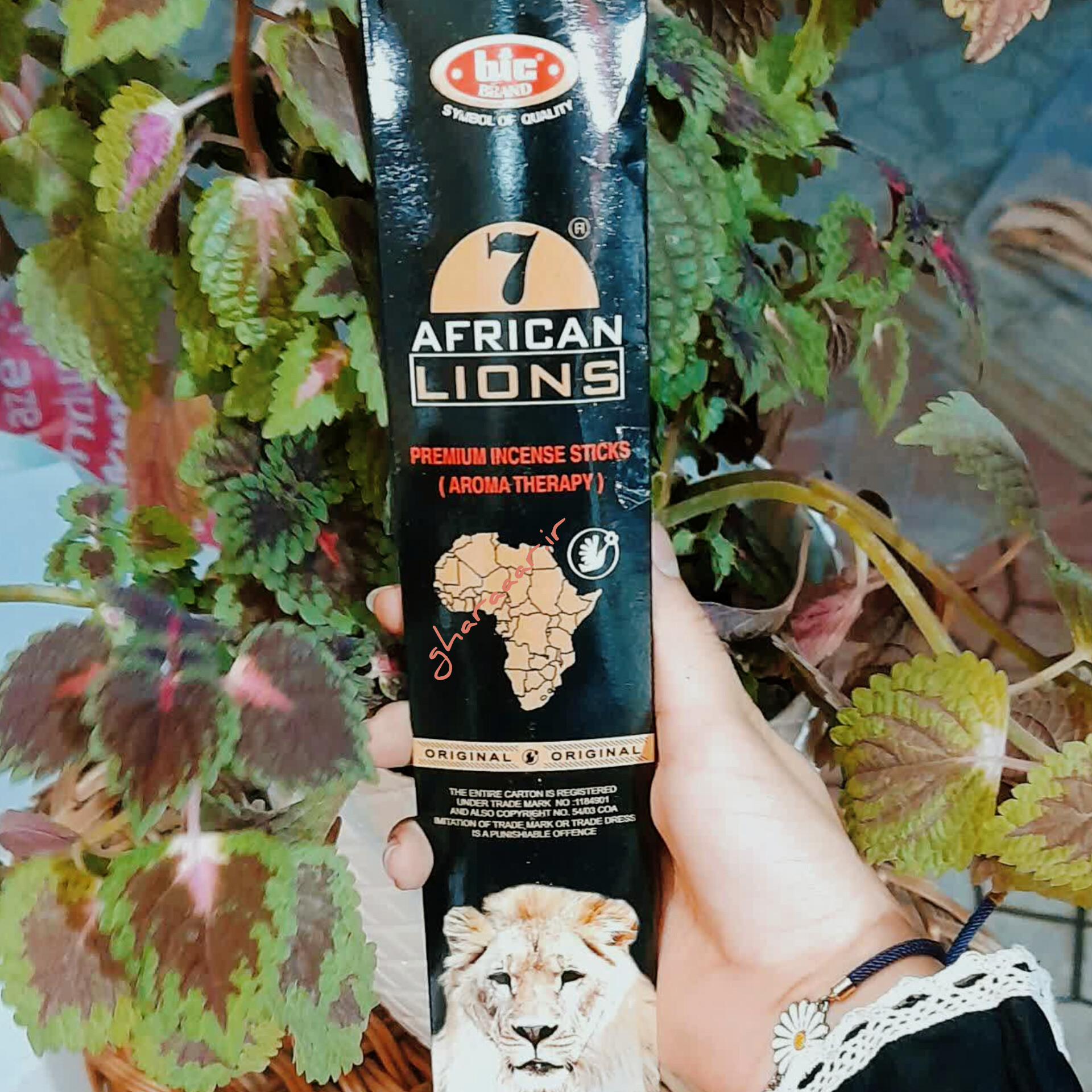 عود شیر کلاسیک (African Lions)
