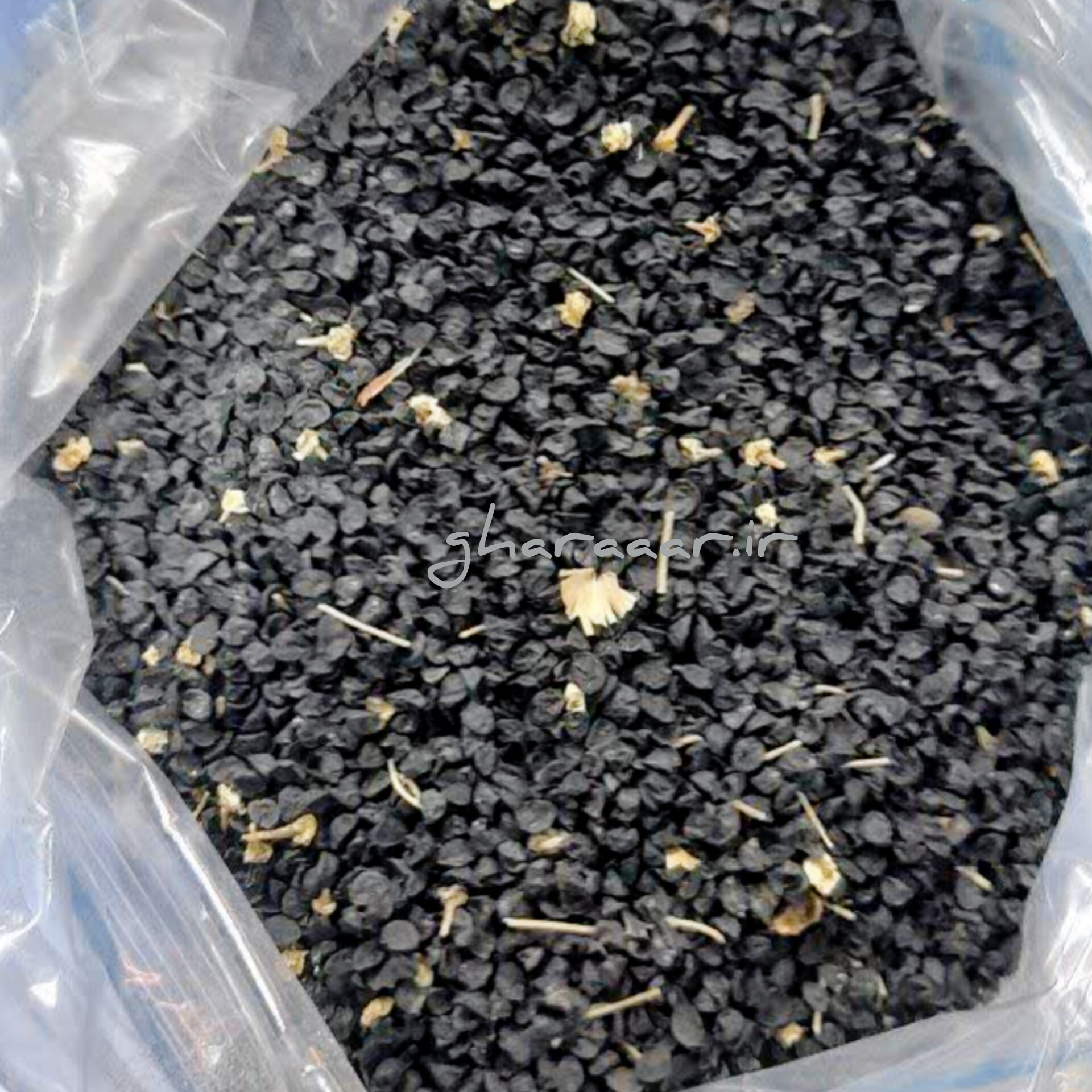 بذر پیاز ۱۰۰ گرم