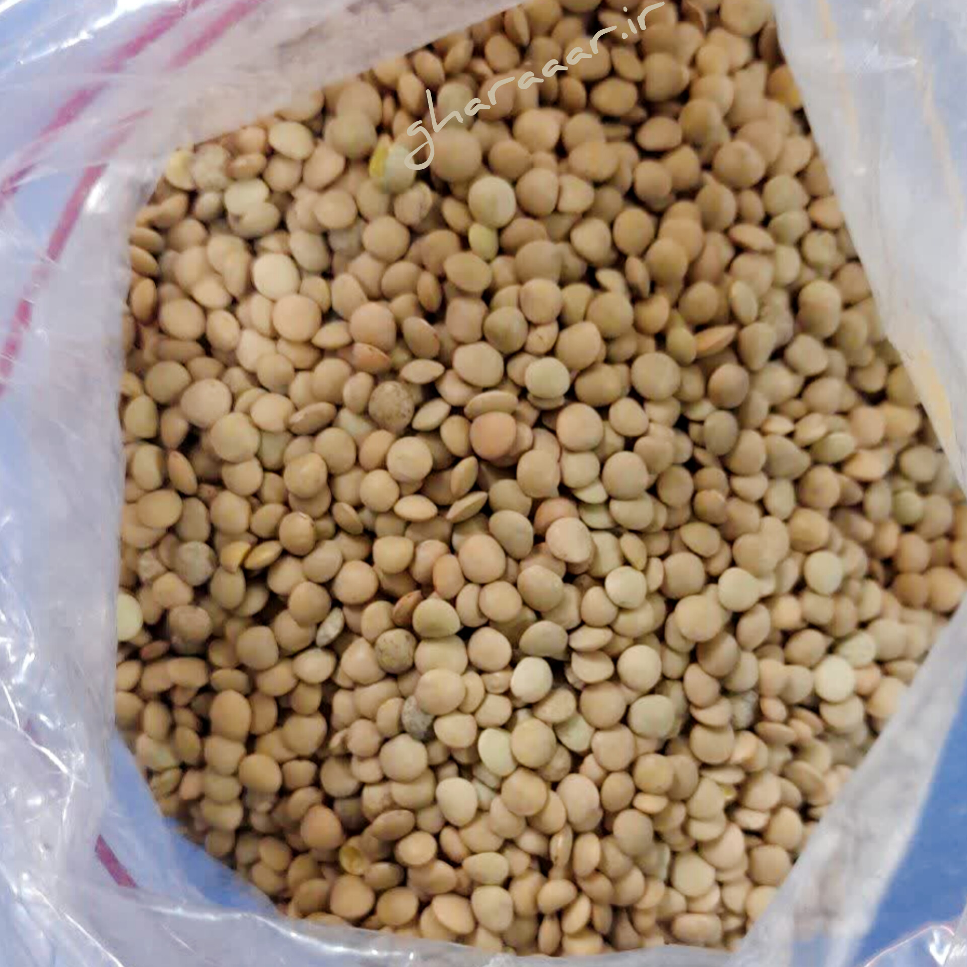 عدس ریز ( مرجی )