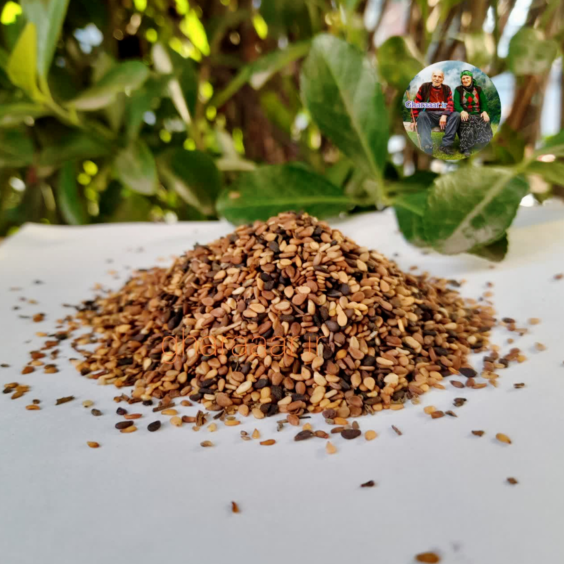 کنجد ایرانی