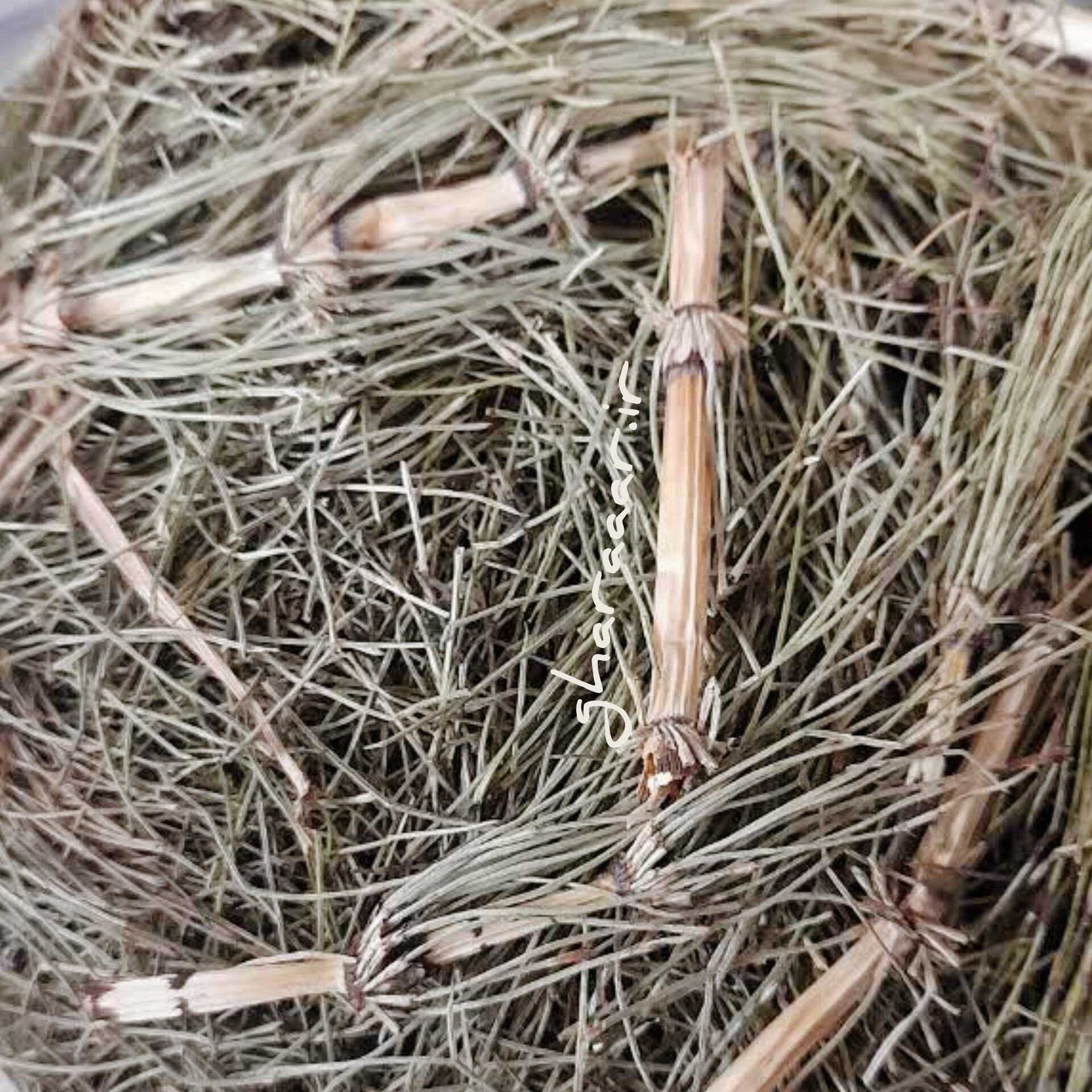 گیاه دم اسب ۱۰۰ گرم