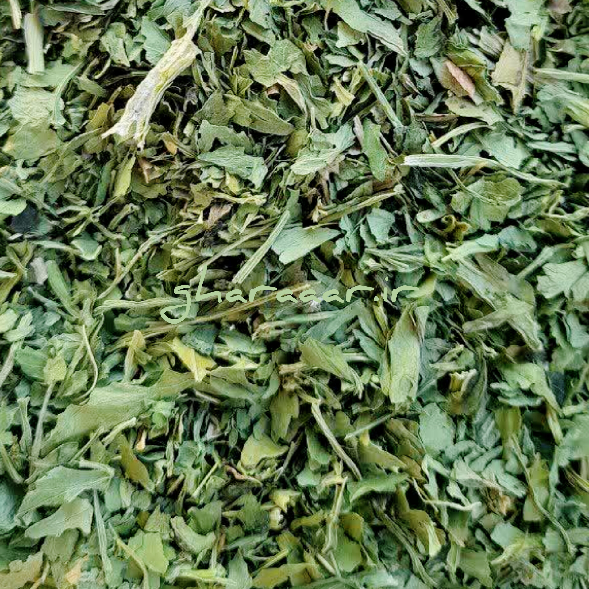 جعفری خشک