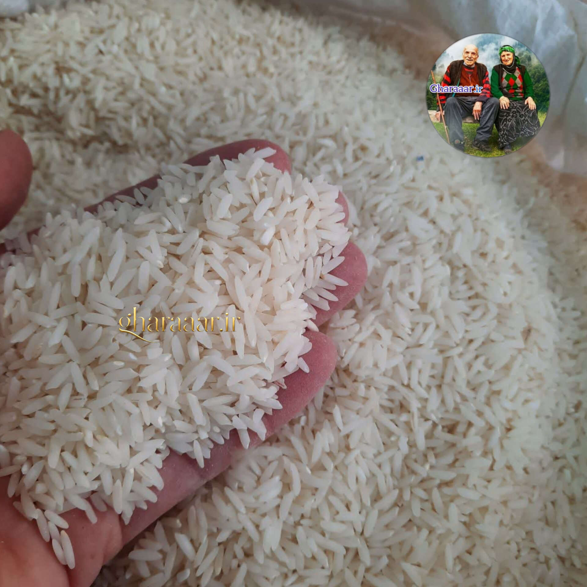 برنج طارم هاشمی دابودشت