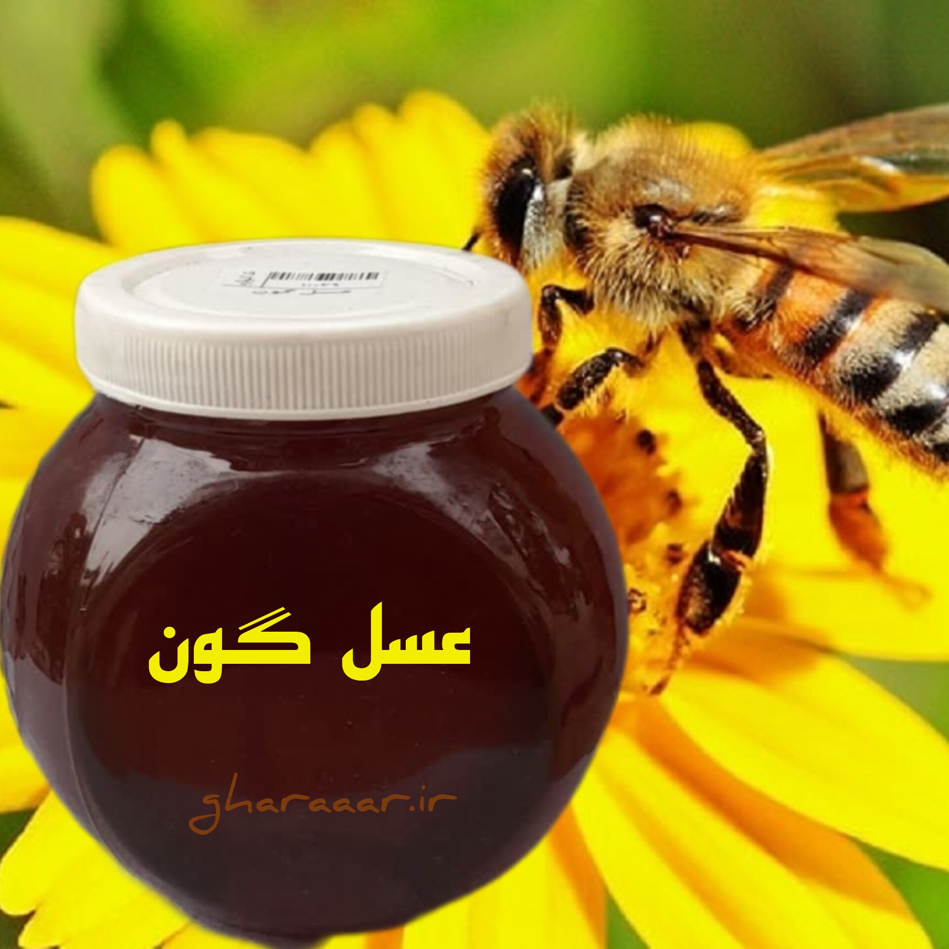 عسل گون بزرگ شیشه‌ای