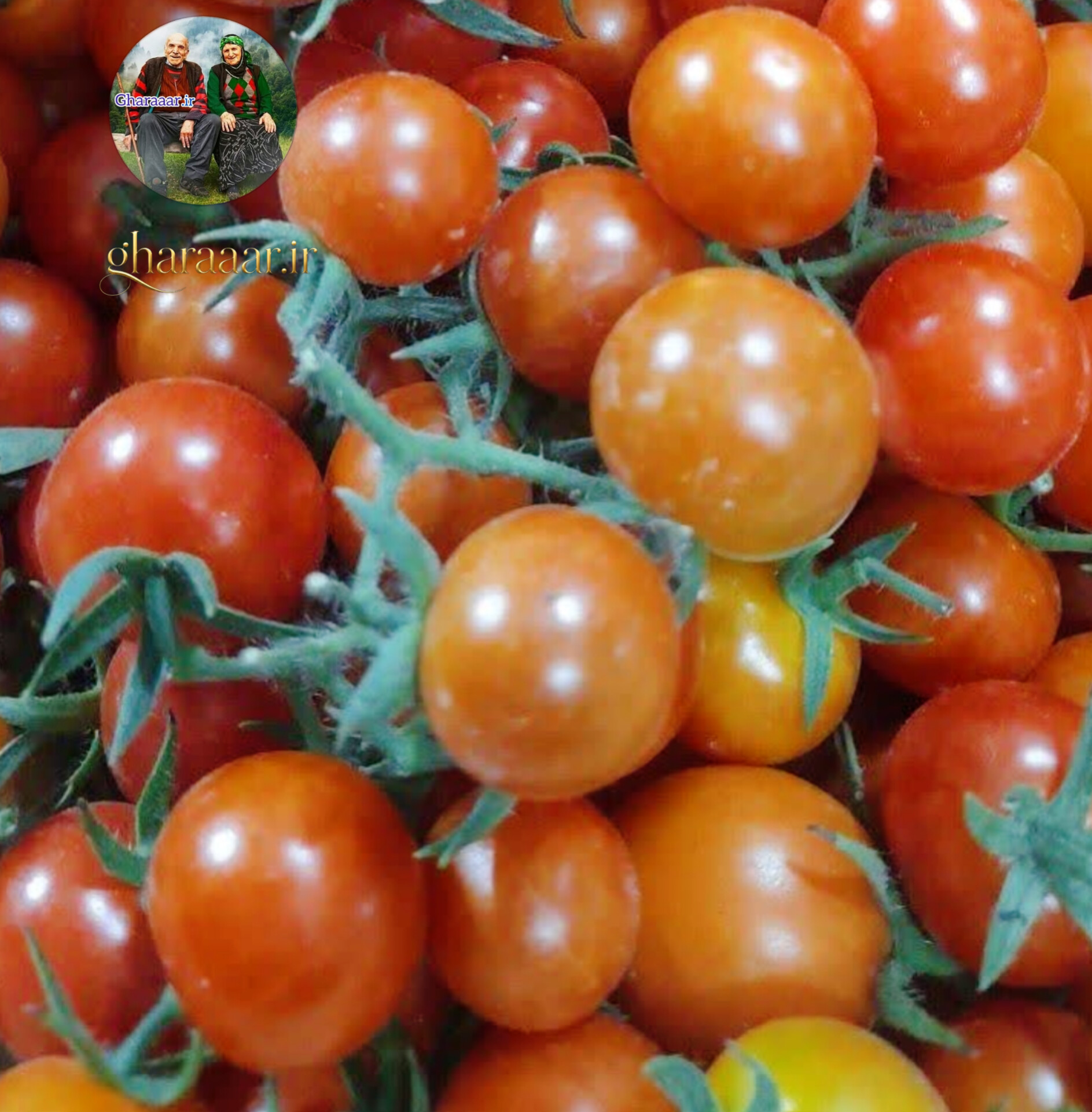 گوجه گیلاسی کاملاً ارگانیک و محلی